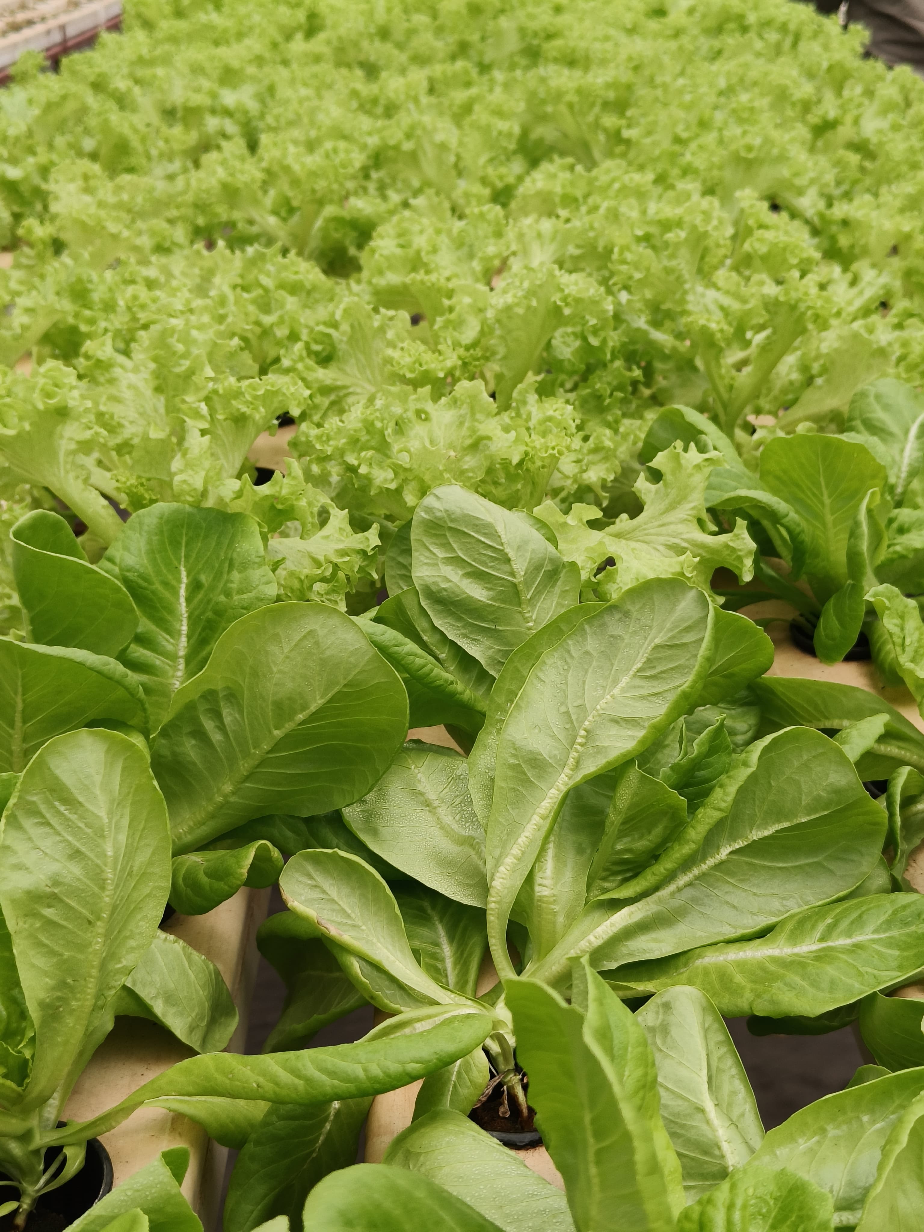 Fresh produce from the farm