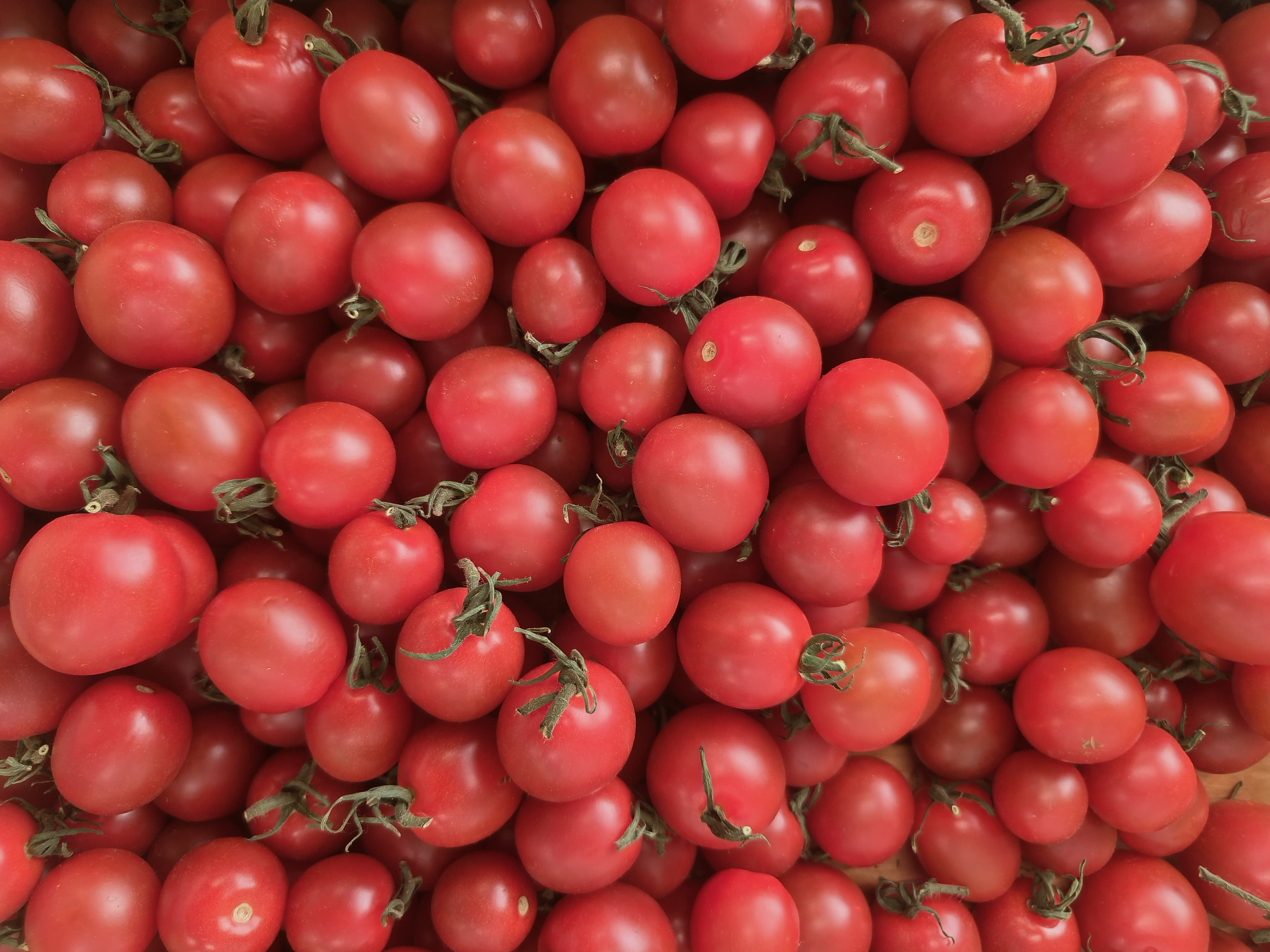Tomatoes — harvested to order